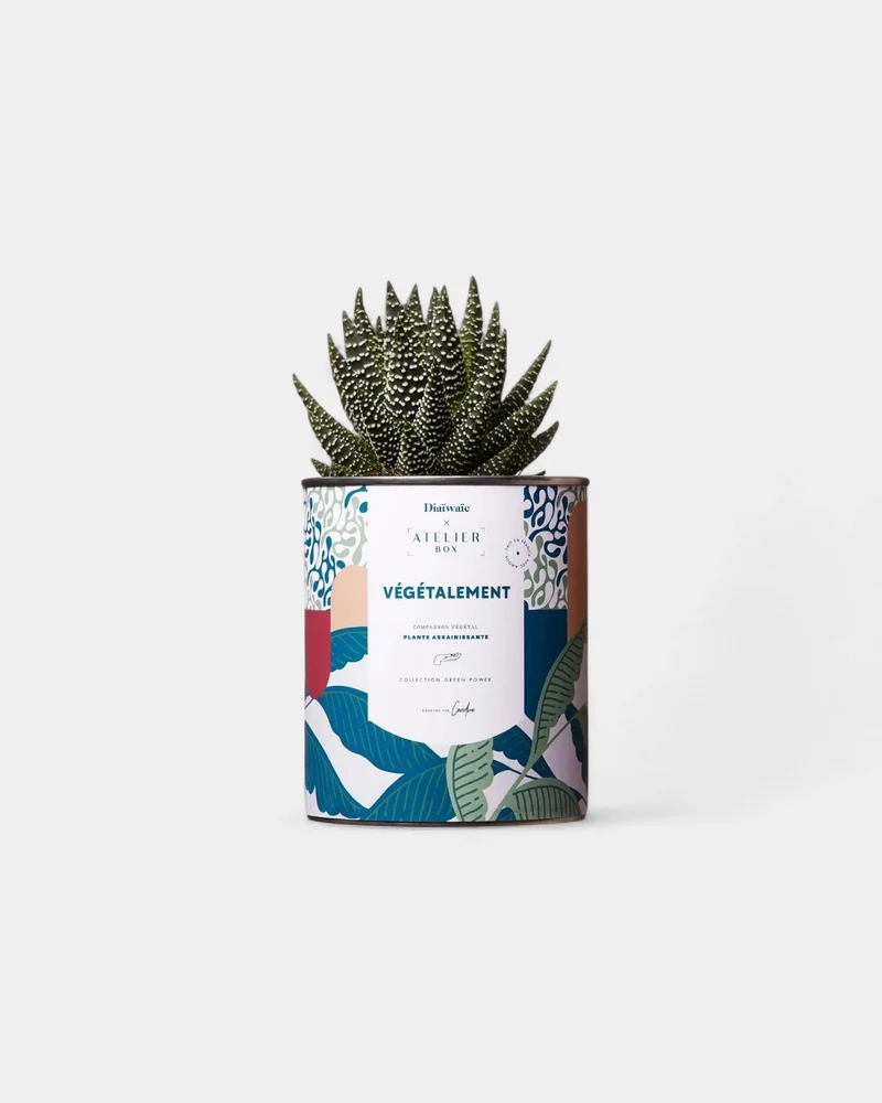 Cactus 100% personalizable Diaiwaie