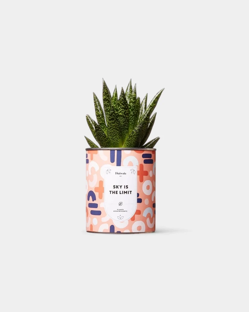 Cactus 100% personalizable Diaiwaie