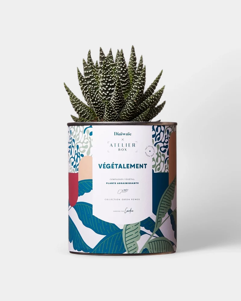 Cactus 100% personalizable Diaiwaie