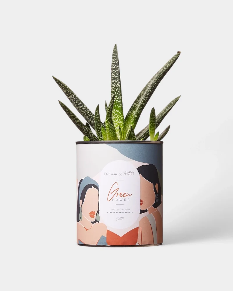 Cactus 100% personalizable Diaiwaie