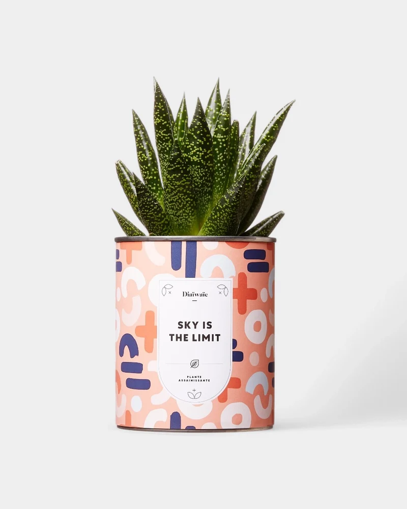 Cactus 100% personalizable Diaiwaie