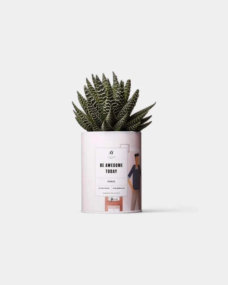 Cactus 100% Personalizable - Ay Cactus