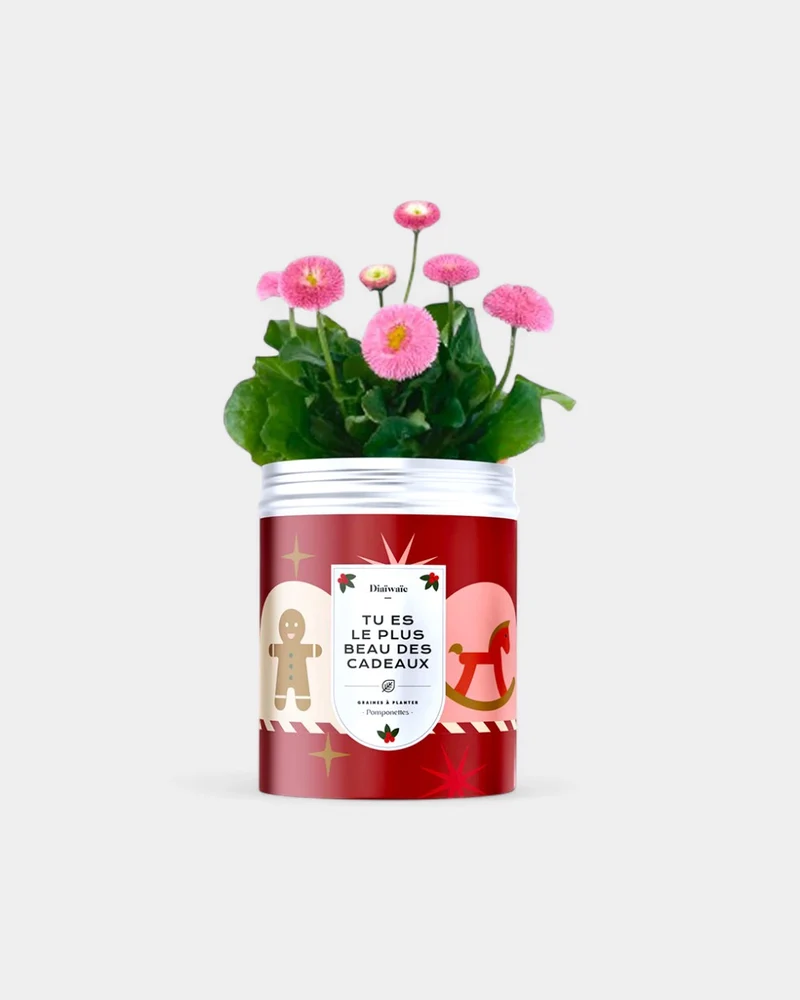 Kits de semillas para plantar personalizables