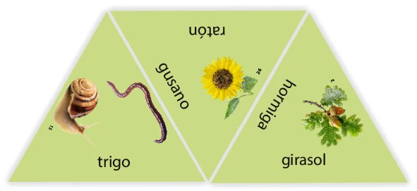 Learning Star (Varios modelos) Juego Educativo - Haba
