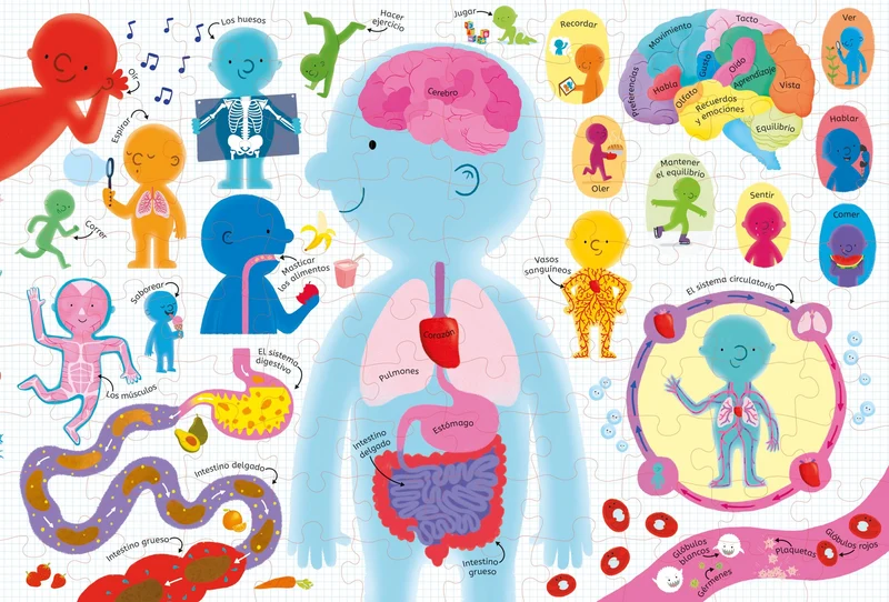 Libro y Puzzle: El cuerpo humano
